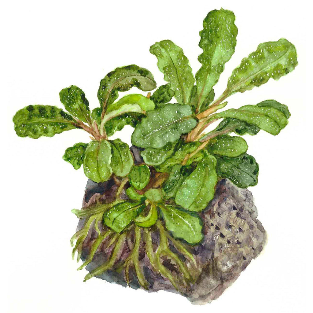 Tropica Bucephalandra pygmaea 'Bukit Kelam' (Easy, Foreground/Attach) 1-2-Grow!