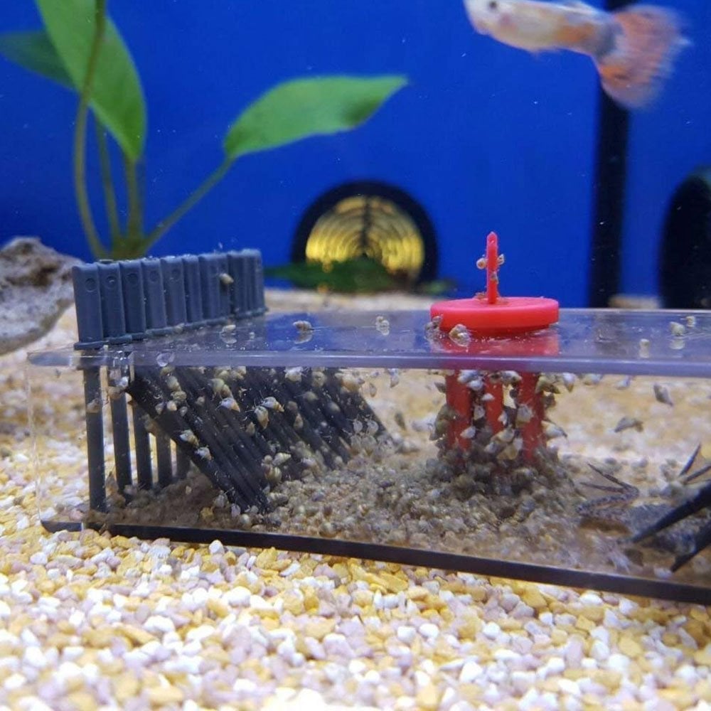 Snail Collect