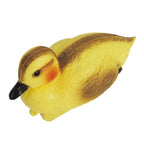 Floating Duckling