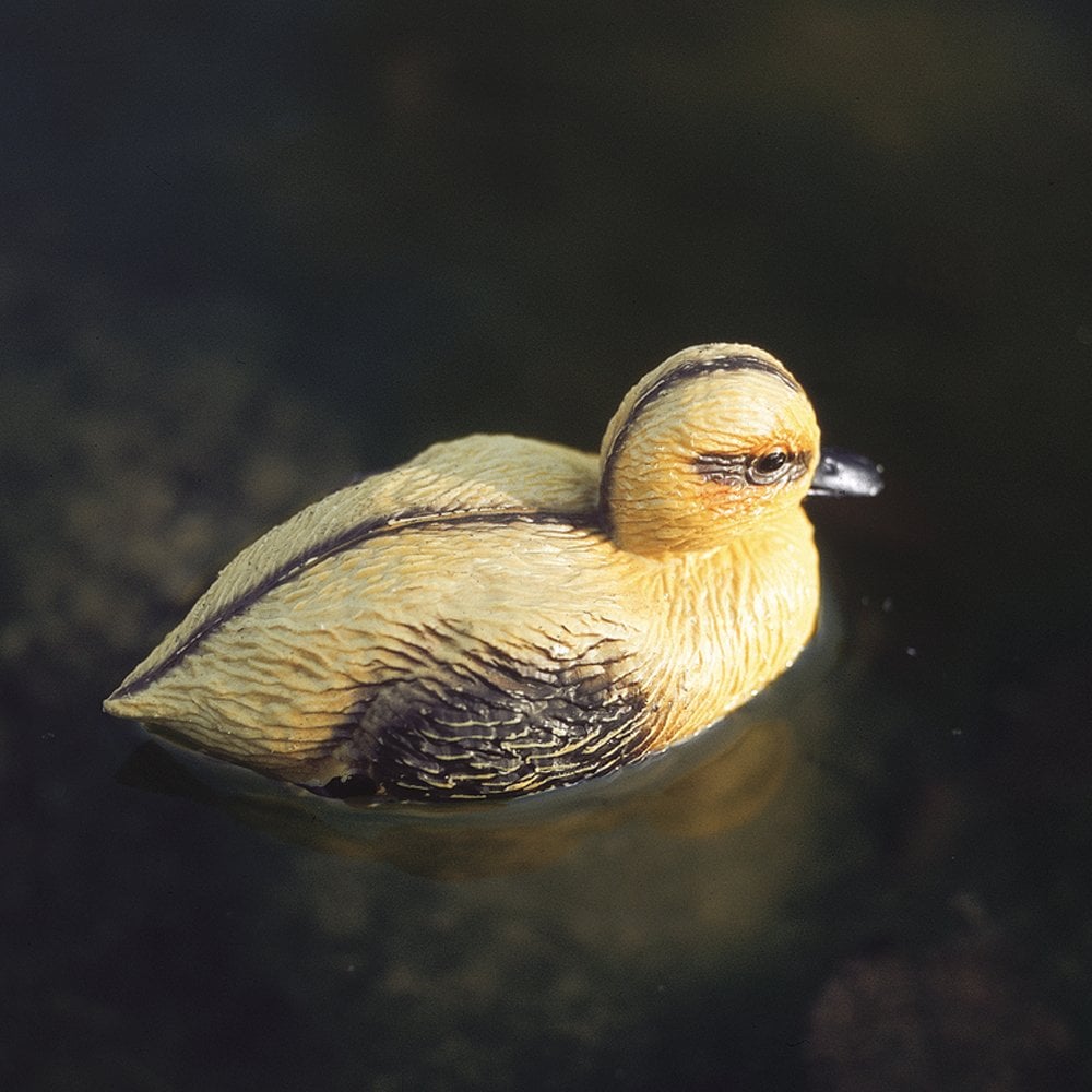 Floating Duckling