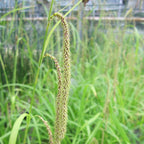 Carex Pendula - Pendulous Sedge