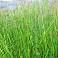 Juncus Effusus - Soft Rush