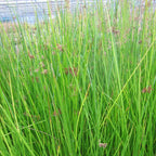 Juncus Effusus - Soft Rush