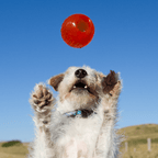 Ball - Large (8.2cm)
