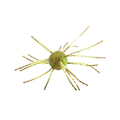 Close-up of a green and brown fishing lure designed to resemble a small aquatic creature with multiple flexible legs, identified as the Strike King Tumbleweed - Salted for fishing tackle use.