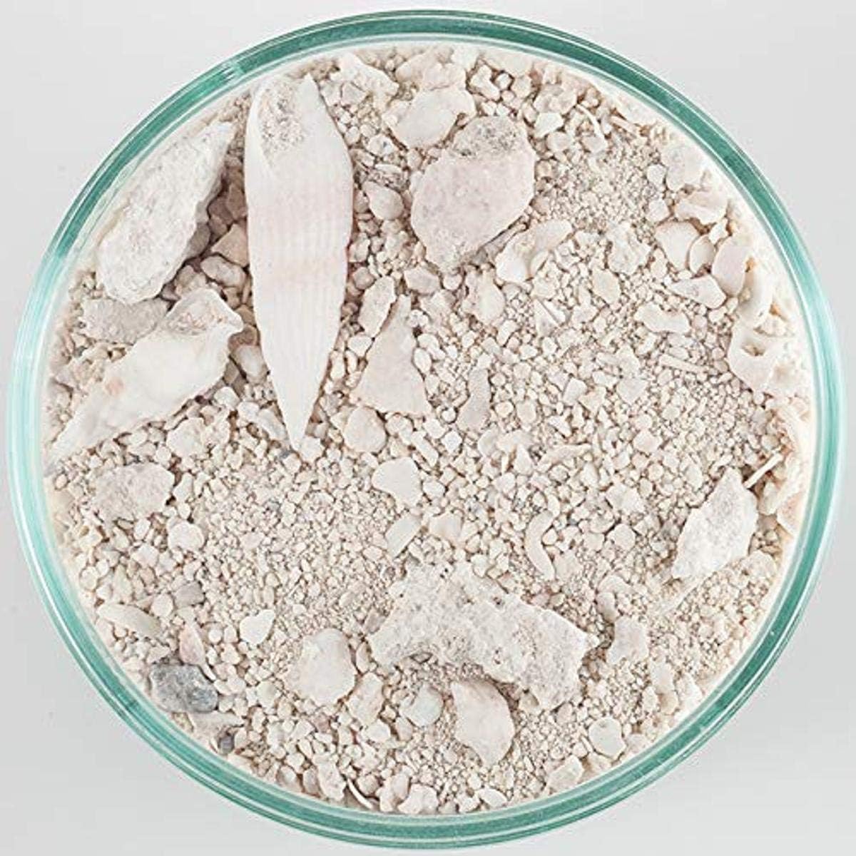 CaribSea Ocean Direct Natural Live Sand