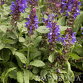 Blue Marvel Salvia