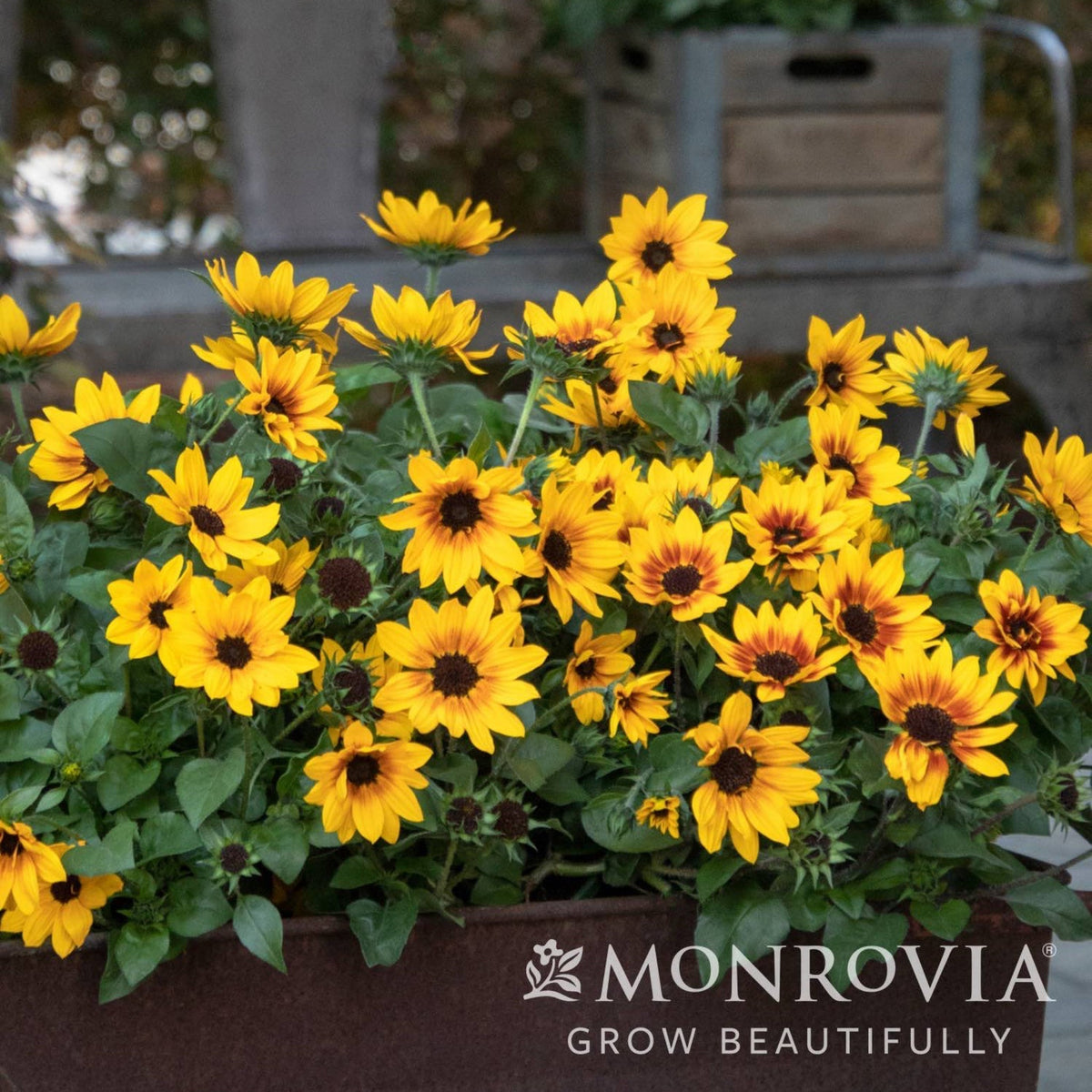 SunBelievable® Brown Eyed Girl Helianthus
