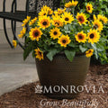 SunBelievable® Brown Eyed Girl Helianthus