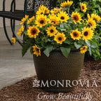 SunBelievable® Brown Eyed Girl Helianthus
