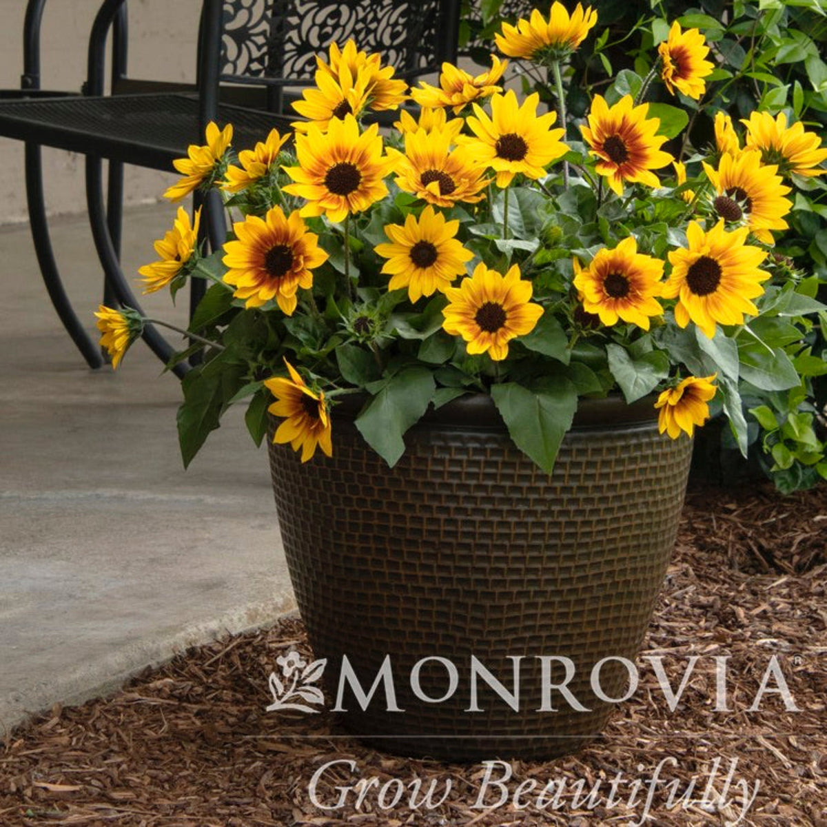 SunBelievable® Brown Eyed Girl Helianthus