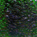 Close-up image showing the textured, shiny surface pattern of WTP Lure Tape-Crushed Pearl (2 Pack) designed to mimic fish scales with iridescent green, blue, and black hues for fishing lure customization.