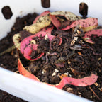 In-Bed Worm Composter