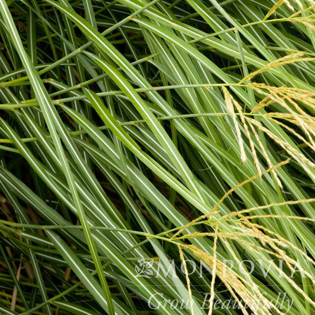 Dwarf Maiden Grass