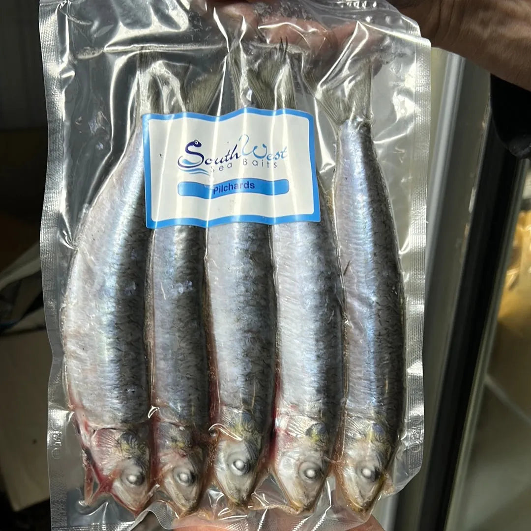 Southwest Pilchard