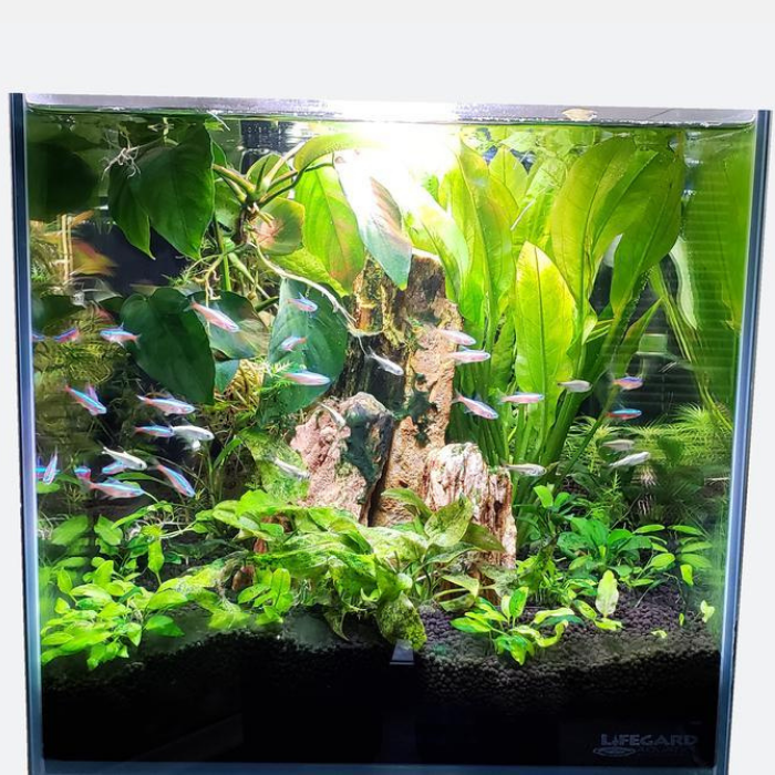 3.8 Gallon CRYSTAL 45 Degree Low Iron Ultra Clear Aquarium with Built in Side Filter-Lifegard Aquatics