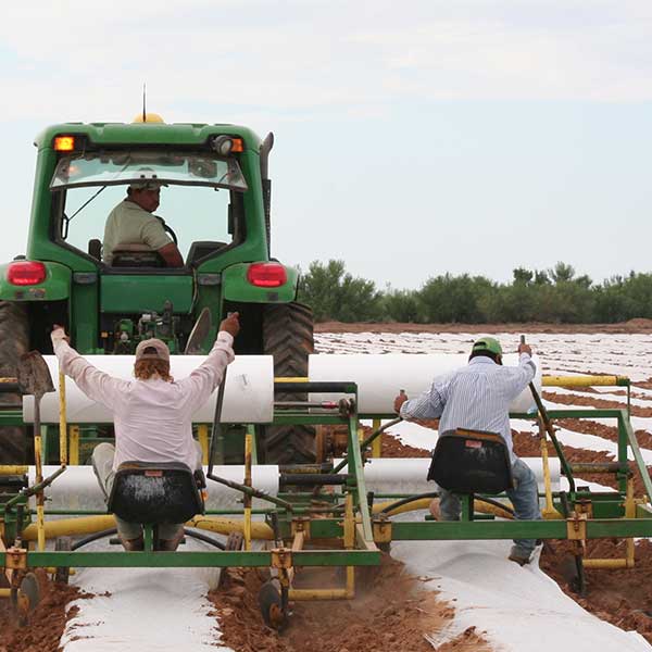 Agribon AG-50 Frost Protection Floating Row Cover