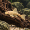Albino Bristlenose Pleco Ancistrus