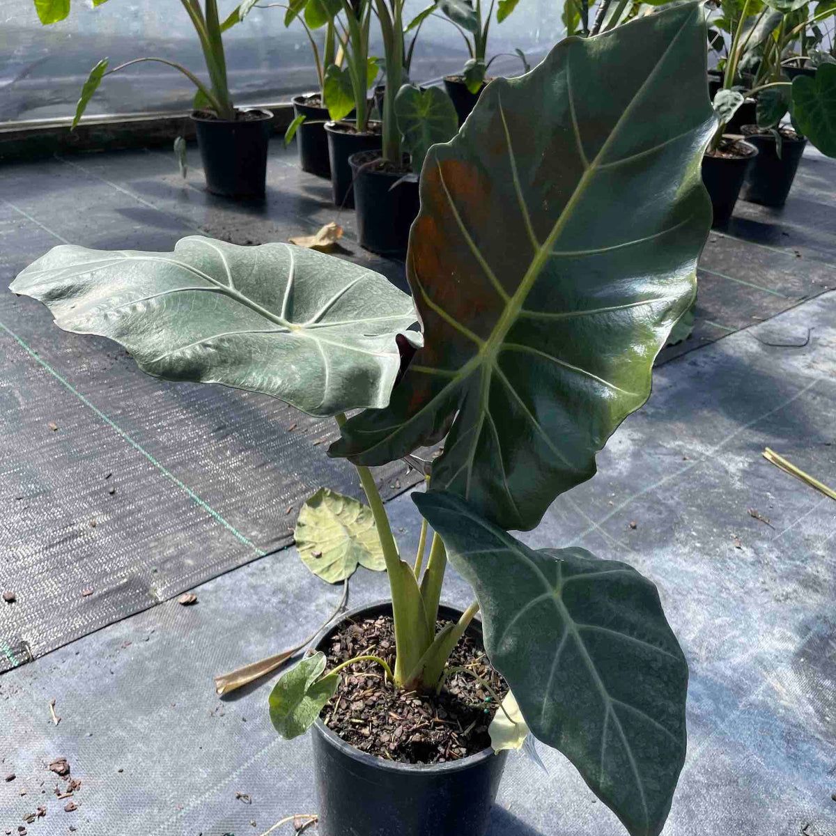 Mayan Mask Alocasia
