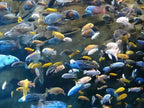 Assorted Haplochromis Sp Malawi African Cichlids