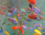 Assorted Haplochromis Sp Malawi African Cichlids
