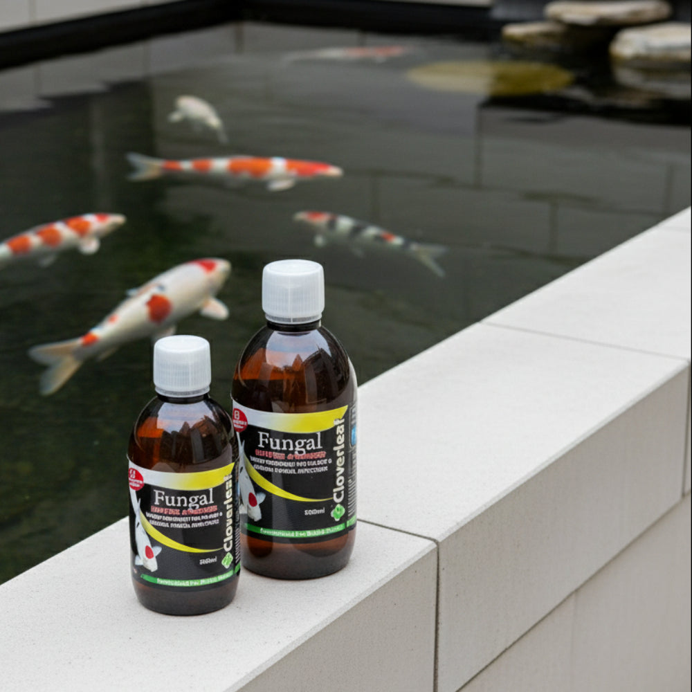 Fungal Water Answer