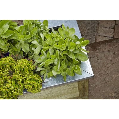 Forest Cambridge Planter - All Sizes