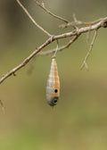 Fish Chase Flies Spiral Spook fishing lure in tan and brown hues with black spot and lifelike eye, hanging from a tree branch against a blurred natural background.