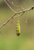 Fish Chase Flies Spiral Spook