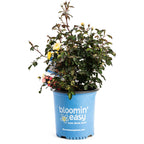 Gumball Goody™ Rose