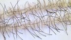 Lively Legs Crustacean Brush