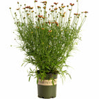 Li'l Bang™ Red Elf Coreopsis