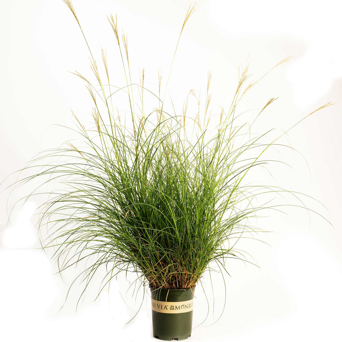 Dwarf Maiden Grass