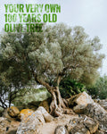 Your own olive Tree