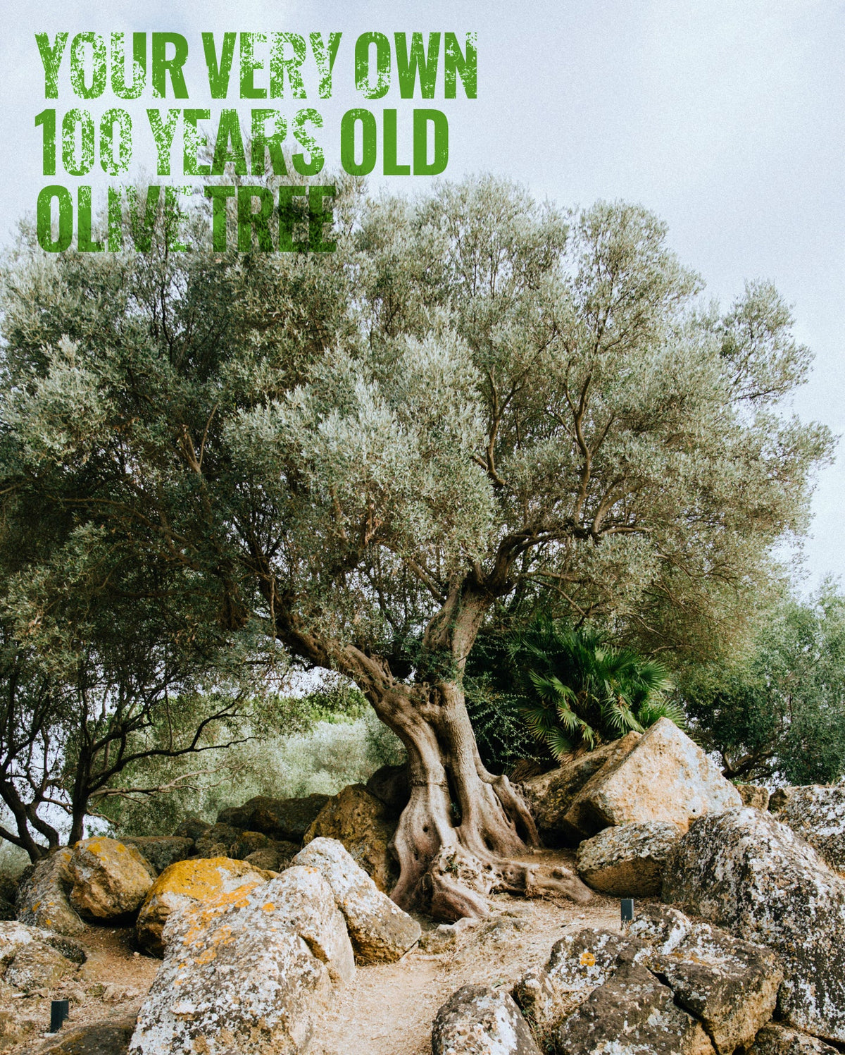 Your own olive Tree