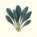 Lacinato Dinosaur Kale Seeds