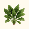 Organic Bloomsdale Spinach Seeds