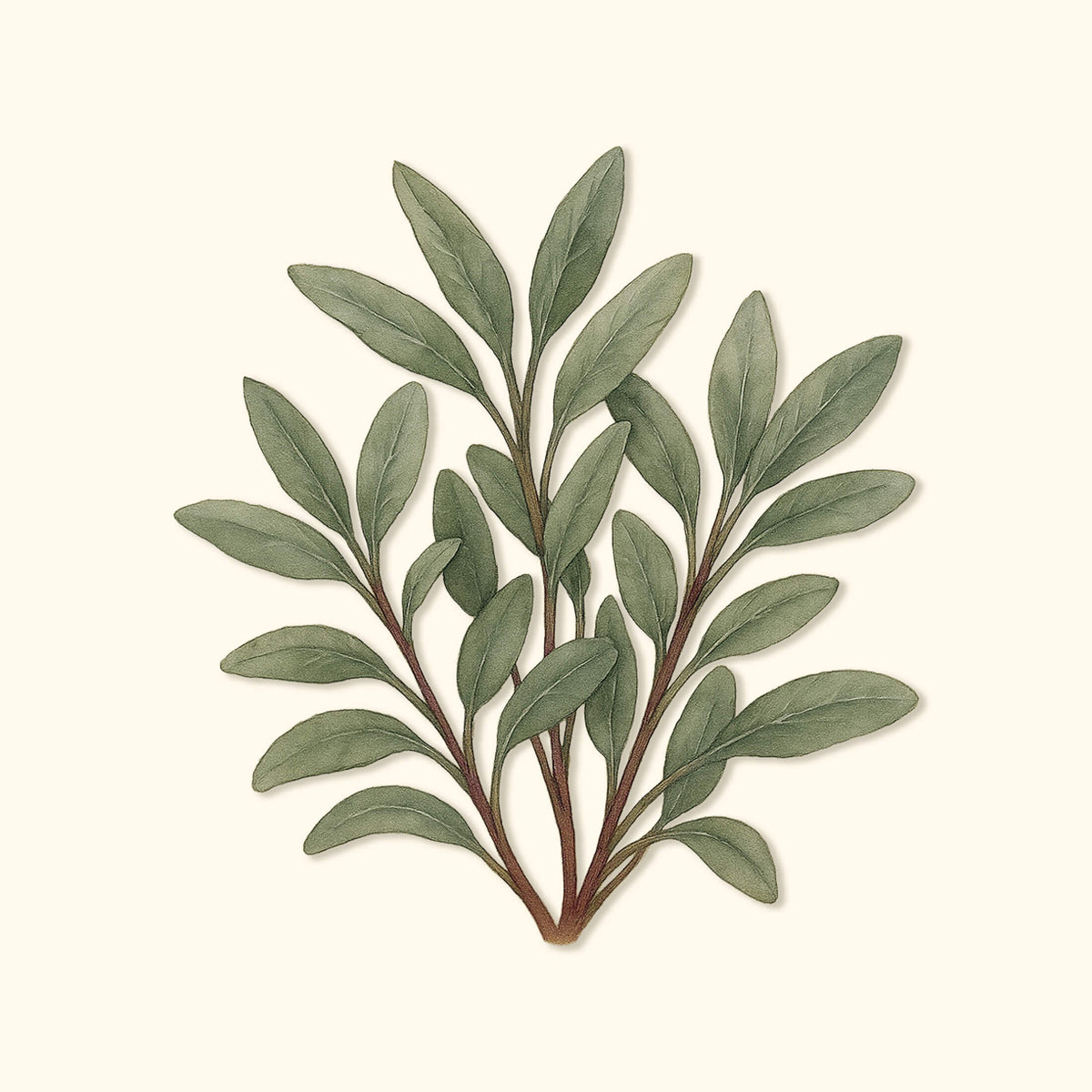 Organic Broadleaf Sage Seeds