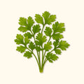 Organic Santo Cilantro Seeds