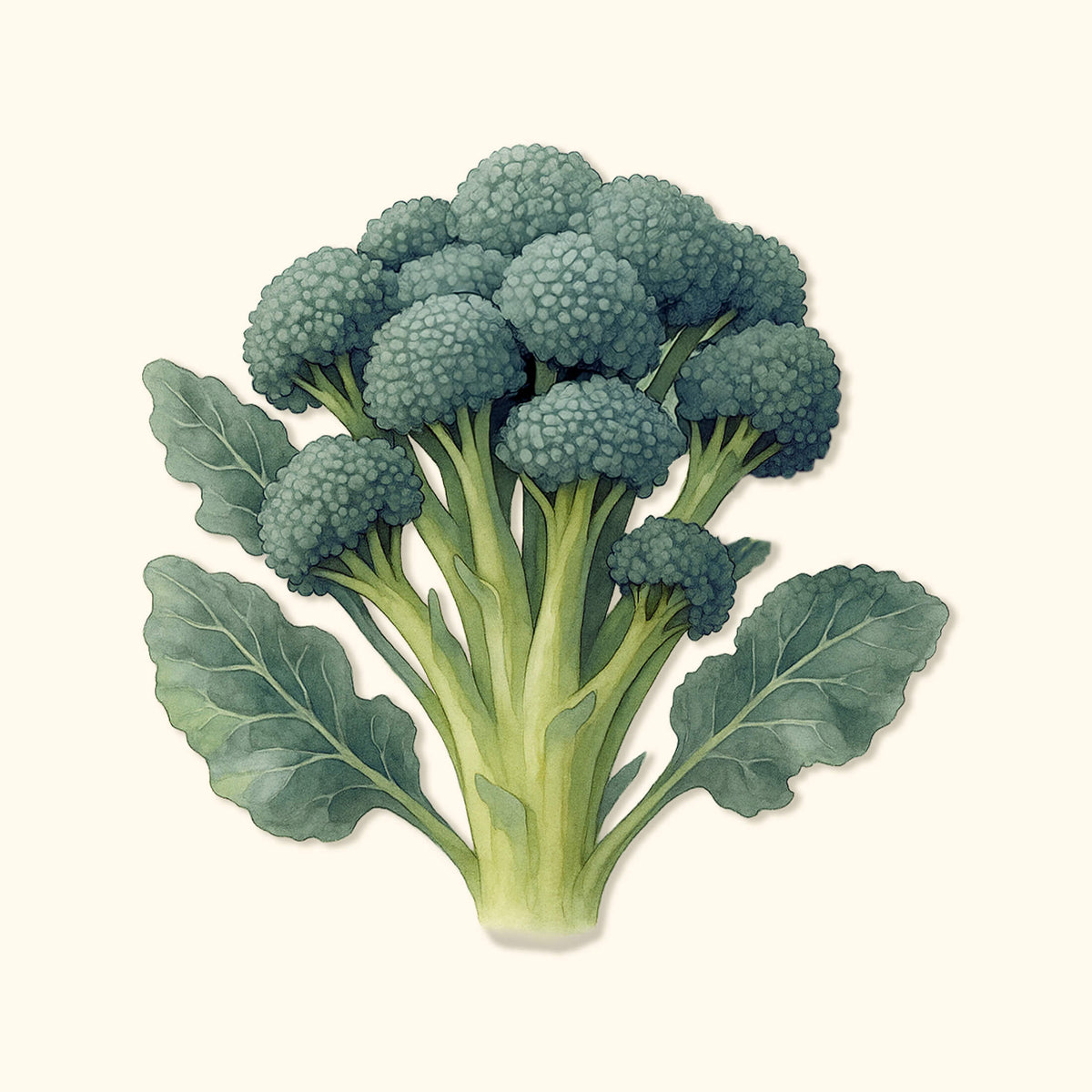 Waltham 29 Broccoli Seeds