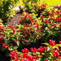 Maroon Swoon® Weigela