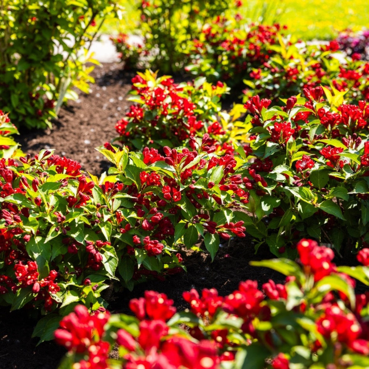 Maroon Swoon® Weigela