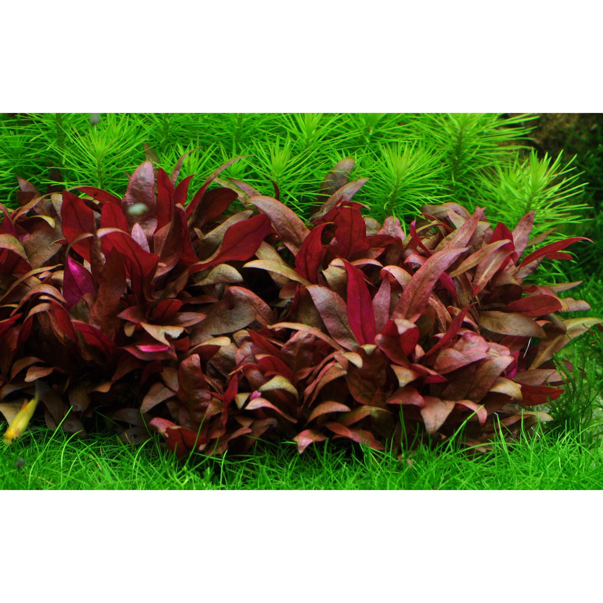 Tropica Alternanthera reineckii 'Mini' (Medium, Foreground) 1-2-Grow!
