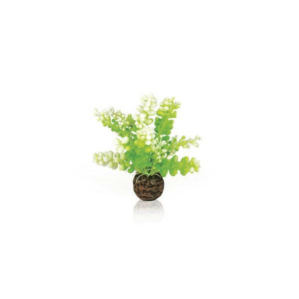 Biorb Aquatic Caulerpa Green
