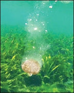 Aquatic Nutrition - Chum Drop - 5lb