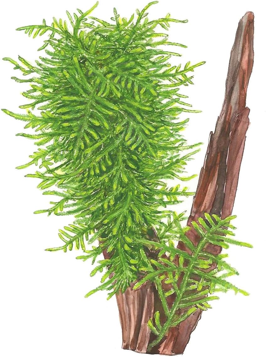 Taxiphyllum sp. 'Spiky Moss' (Easy, Moss) 1-2-Grow!