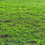 Rootzone Sand and Soil Mix