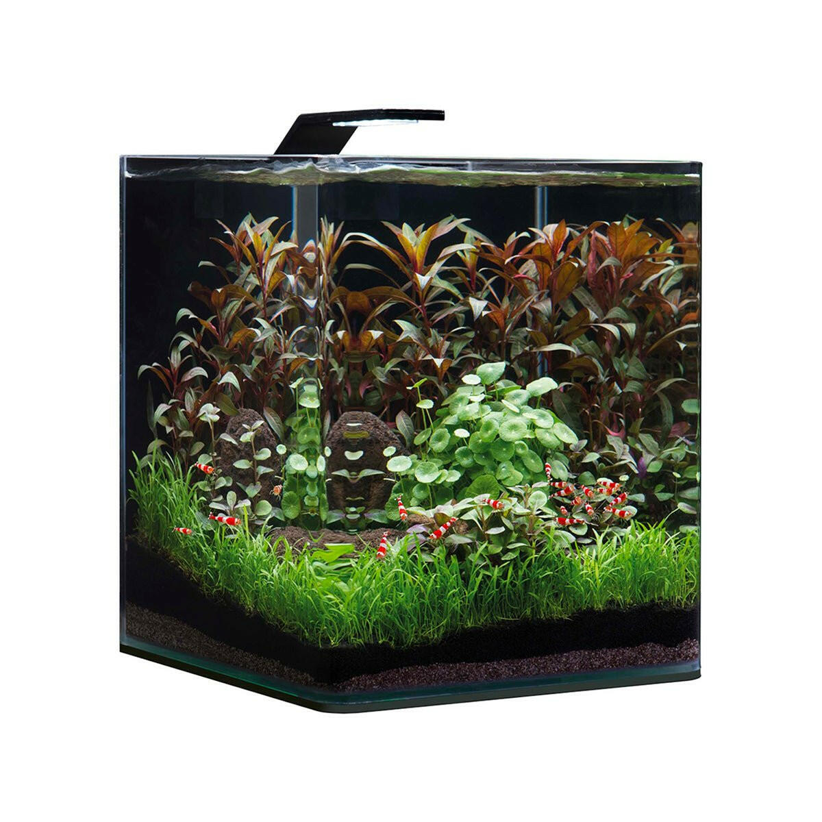 Dennerle Nano Cube White Glass 30L