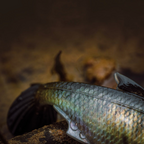 6th Sense The Option Swimbait