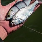 6th Sense Trace 5in Multi Jointed Swimbait